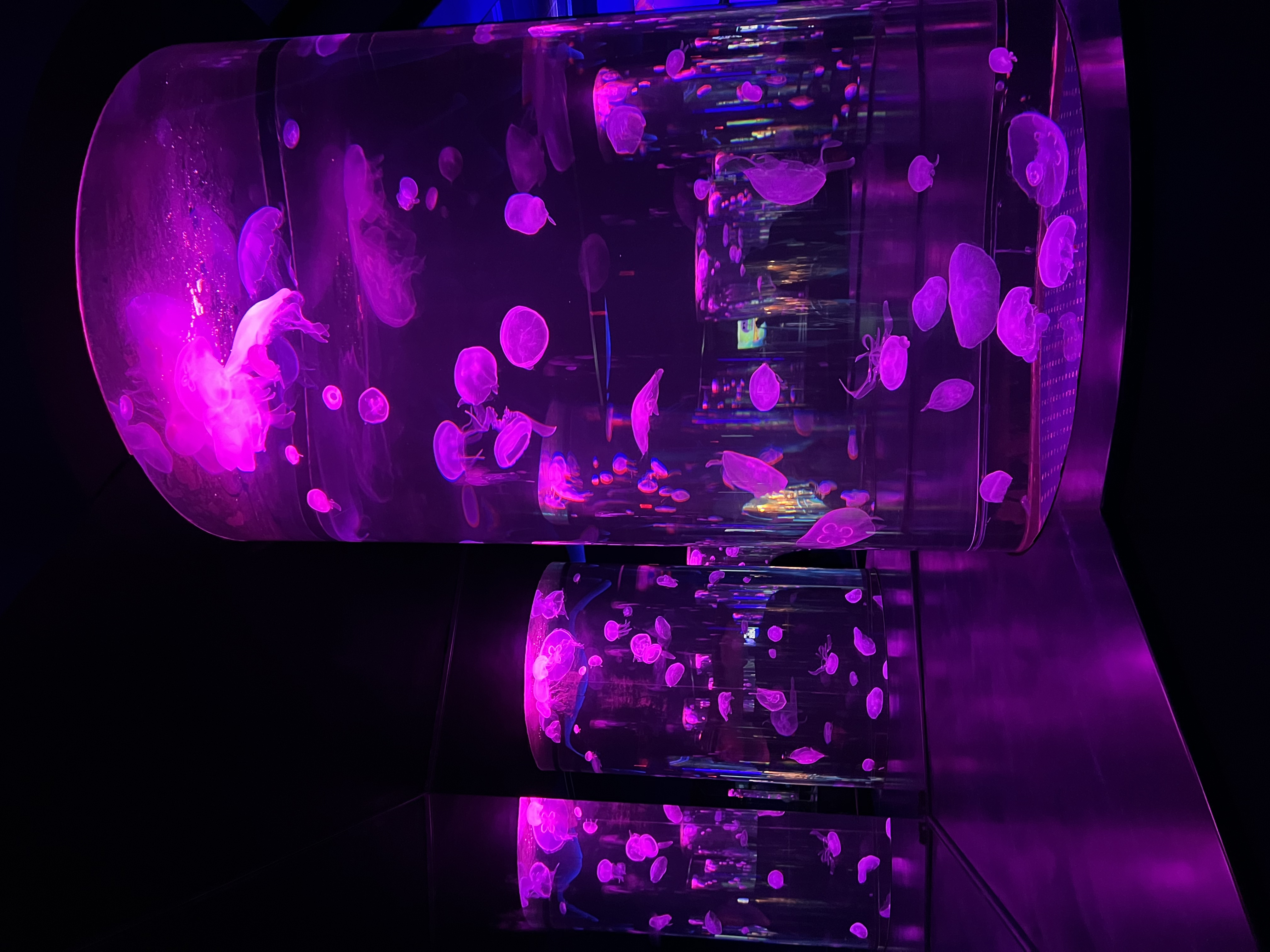 ./2024/10 - Myrtle Beach/IMG_3167.jpg